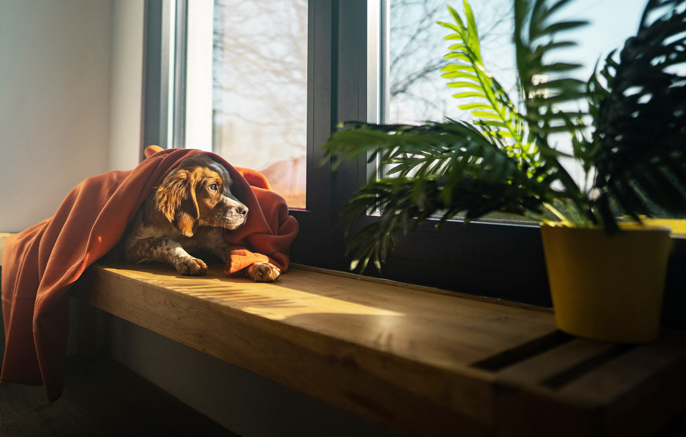 Hund liegt auf Fensterbank und schaut aus dem Fenster